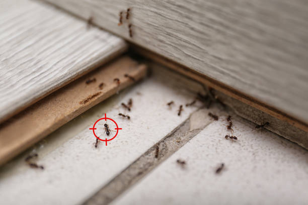 Best Wildlife Control Services  in Brodhead, WI